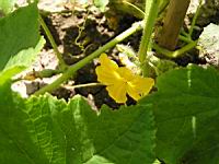 Courgette (2) (Photo F. Mrugala)